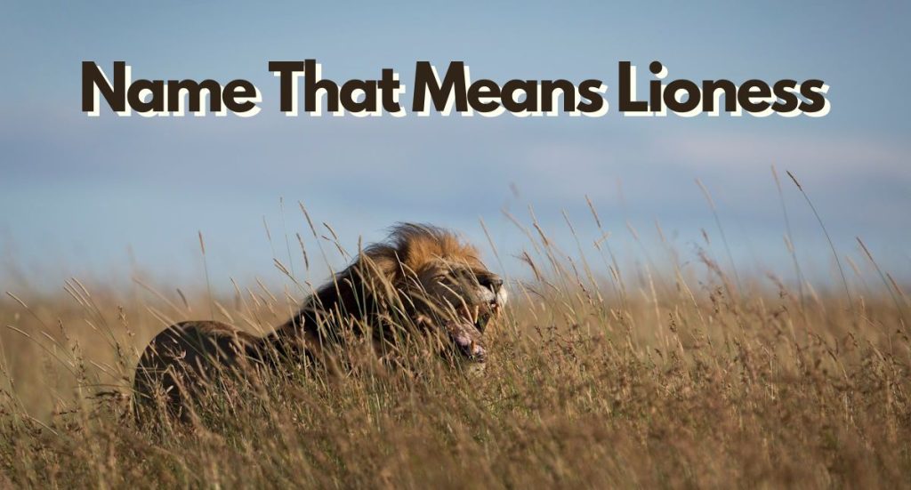 name that means lioness nyt