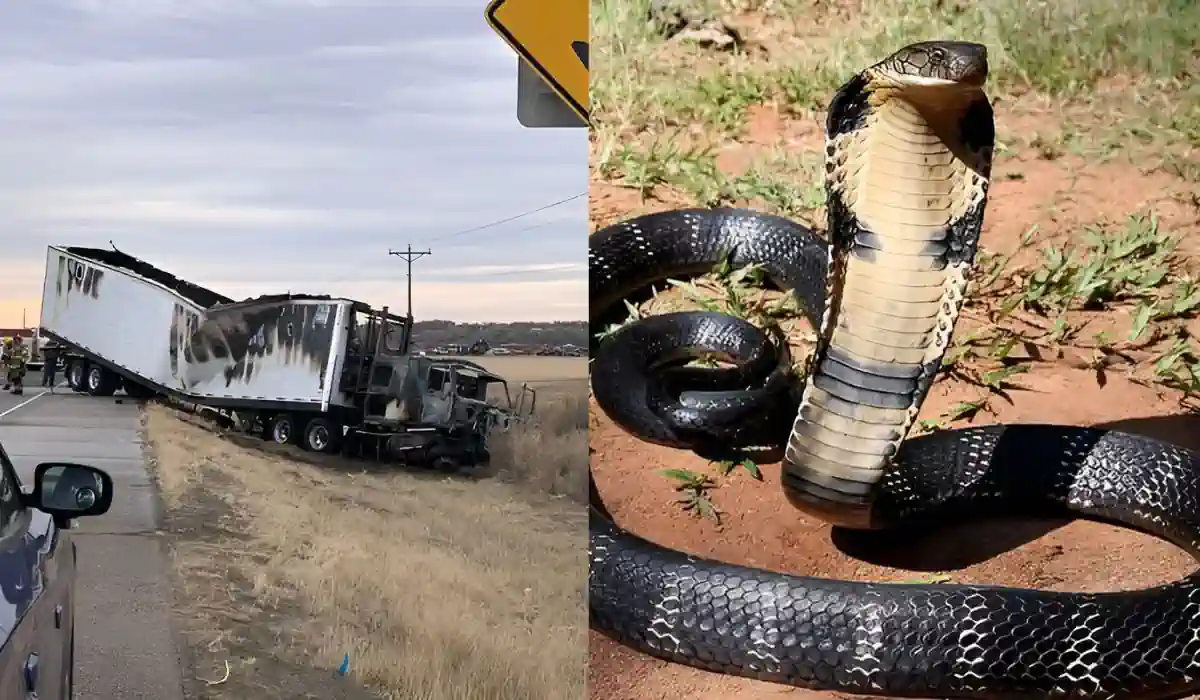 king cobras casper wyoming